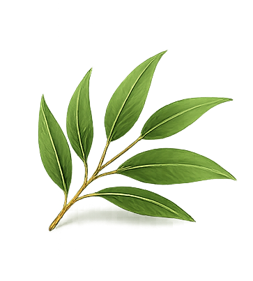 Eucalyptus Oil