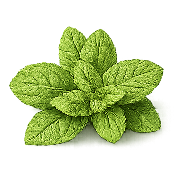 Peppermint Oil