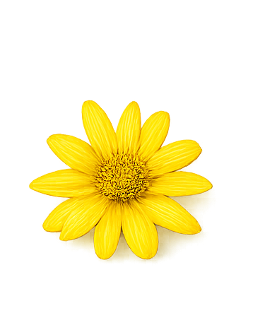 Arnica Oil